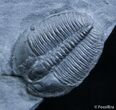 Double Elrathia Trilobite - Wheeler Formation #2483-3